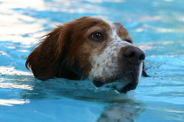 Pool Pup