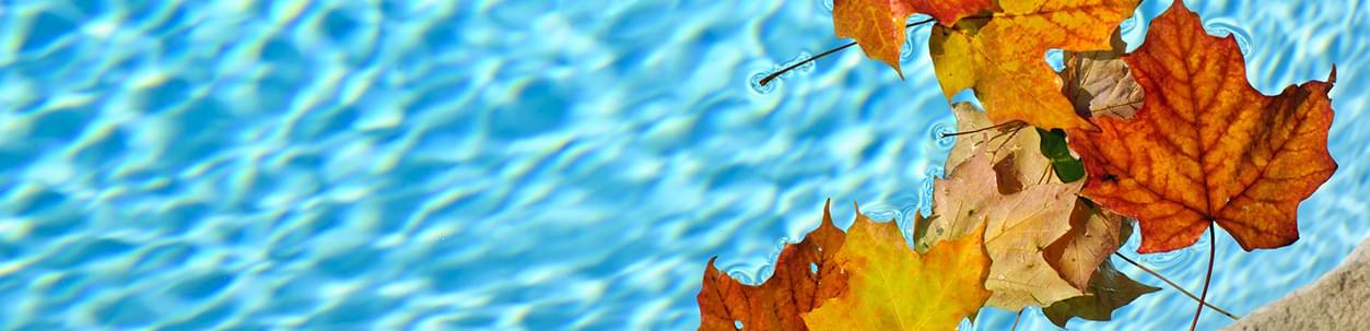 Cozy Outdoor Autumn Colours on Leaves